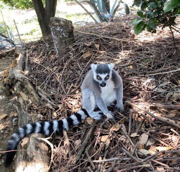 神戸どうぶつ王国に投稿された画像（2021/7/11）
