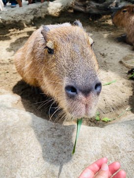 神戸どうぶつ王国に投稿された画像（2021/7/11）