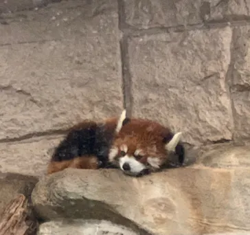 天王寺動物園に投稿された画像（2021/7/11）