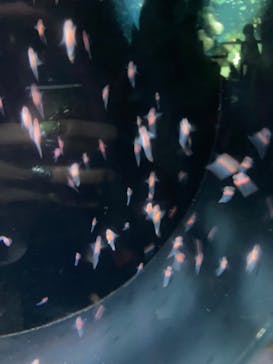 サンシャイン水族館に投稿された画像（2021/7/11）
