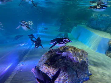 すみだ水族館に投稿された画像（2021/7/11）