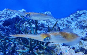 サンシャイン水族館に投稿された画像（2021/7/11）