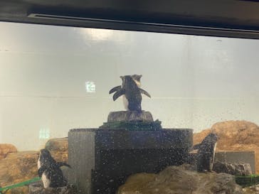 マクセル アクアパーク品川に投稿された画像（2021/7/11）