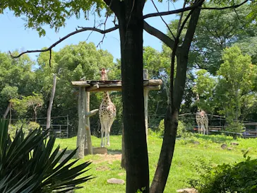 天王寺動物園に投稿された画像（2021/7/11）