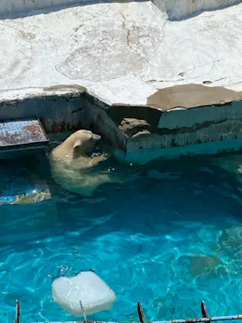 天王寺動物園に投稿された画像（2021/7/11）