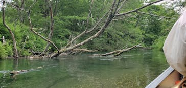 Matatabi（マタタビ）に投稿された画像（2021/7/11）