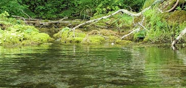 Matatabi（マタタビ）に投稿された画像（2021/7/11）