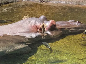 天王寺動物園に投稿された画像（2021/7/11）