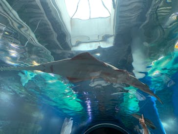 マクセル アクアパーク品川に投稿された画像（2021/7/11）