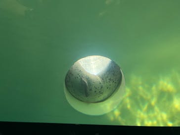 しながわ水族館に投稿された画像（2021/7/11）