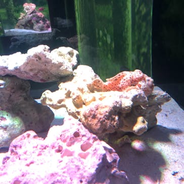 マクセル アクアパーク品川に投稿された画像（2021/7/11）