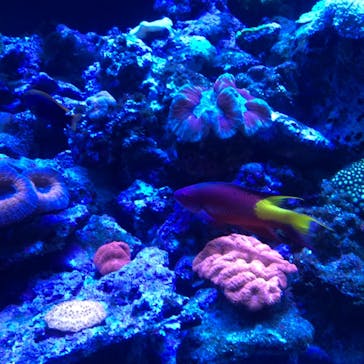 マクセル アクアパーク品川に投稿された画像（2021/7/11）