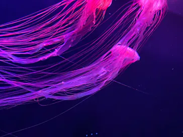 すみだ水族館に投稿された画像（2021/7/11）