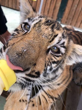 しろとり動物園に投稿された画像（2021/7/11）