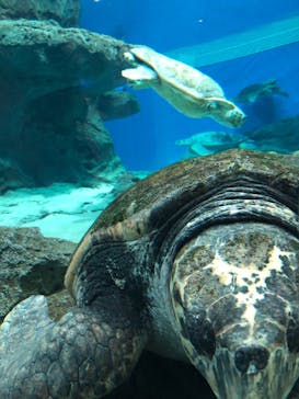 名古屋港水族館に投稿された画像（2021/7/11）
