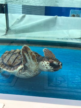 名古屋港水族館に投稿された画像（2021/7/11）