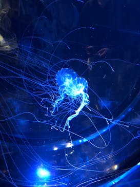 名古屋港水族館に投稿された画像（2021/7/11）