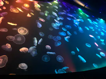 すみだ水族館に投稿された画像（2021/7/11）