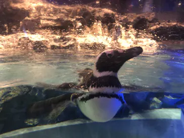 すみだ水族館に投稿された画像（2021/7/11）