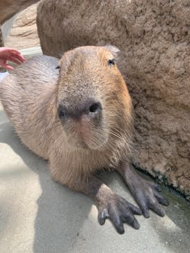 神戸どうぶつ王国に投稿された画像（2021/7/11）