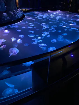 すみだ水族館に投稿された画像（2021/7/11）