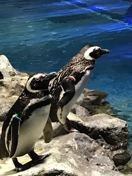 すみだ水族館に投稿された画像（2021/7/11）