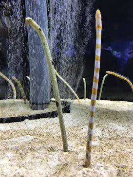 すみだ水族館に投稿された画像（2021/7/11）