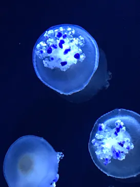 すみだ水族館に投稿された画像（2021/7/11）