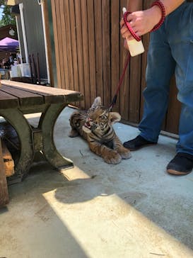 しろとり動物園に投稿された画像（2021/7/11）