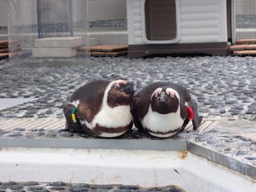 四国水族館に投稿された画像（2021/7/11）