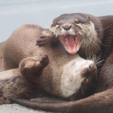四国水族館に投稿された画像（2021/7/11）
