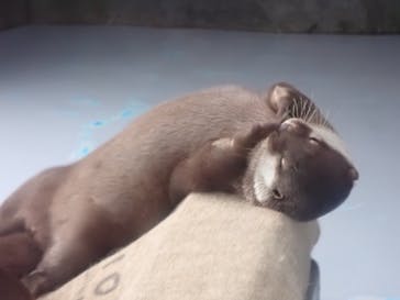 四国水族館に投稿された画像（2021/7/11）