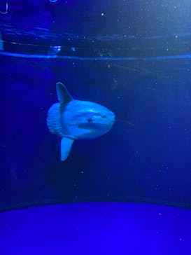 サンシャイン水族館に投稿された画像（2021/7/11）