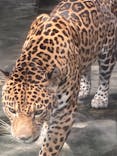 天王寺動物園に投稿された画像（2021/7/11）