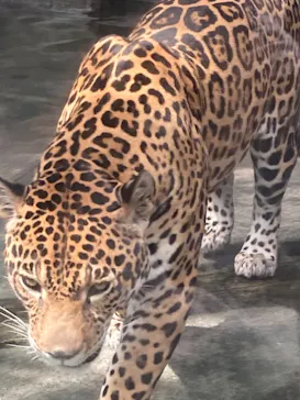 天王寺動物園に投稿された画像（2021/7/11）