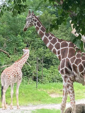 天王寺動物園に投稿された画像（2021/7/11）
