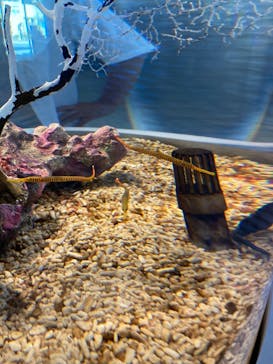 四国水族館に投稿された画像（2021/7/11）