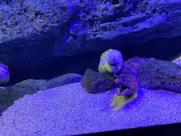 四国水族館に投稿された画像（2021/7/11）