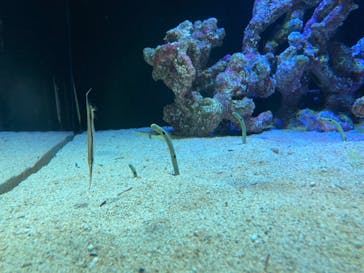 四国水族館に投稿された画像（2021/7/11）