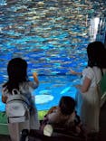 アクアワールド茨城県大洗水族館に投稿された画像（2021/7/12）
