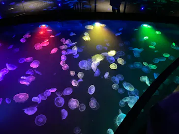 すみだ水族館に投稿された画像（2021/7/11）