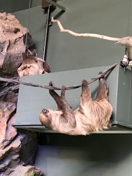 カワスイ 川崎⽔族館に投稿された画像（2021/7/11）