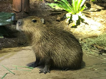 カワスイ 川崎⽔族館に投稿された画像（2021/7/11）