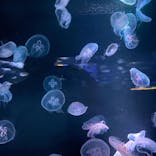 京都水族館に投稿された画像（2021/7/12）