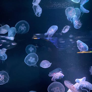 京都水族館に投稿された画像（2021/7/12）