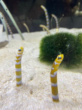 京都水族館に投稿された画像（2021/7/12）