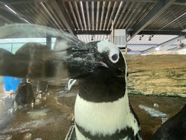 京都水族館に投稿された画像（2021/7/12）
