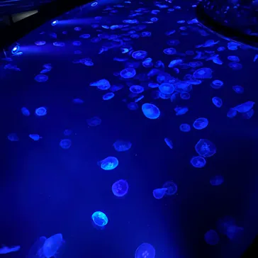 すみだ水族館に投稿された画像（2021/7/12）