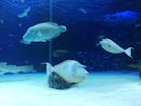 サンシャイン水族館に投稿された画像（2021/7/12）