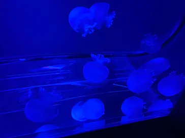 すみだ水族館に投稿された画像（2021/7/12）